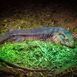 Red Tegu