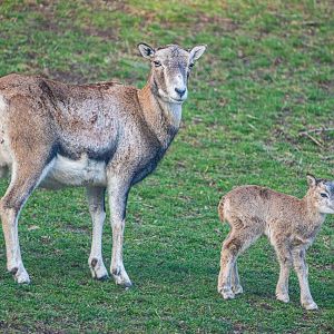 Mouflon Ewe and Lamb