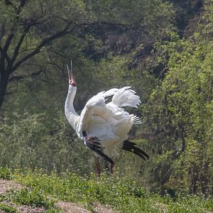 Dancing Siberian Crane