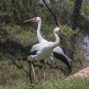 Siberian Cranes