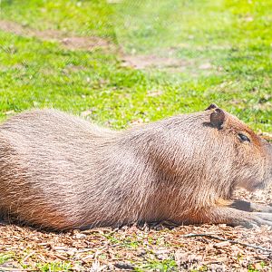 Capybara