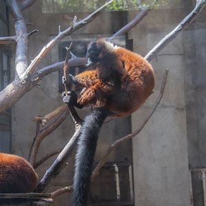 Red-ruffed lemurs rarely exhibited in Chinese zoos