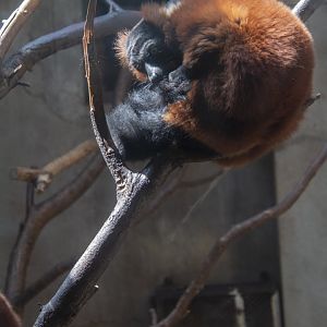 Red-ruffed lemurs rarely exhibited in Chinese zoos