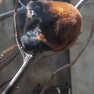Red-ruffed lemurs rarely exhibited in Chinese zoos