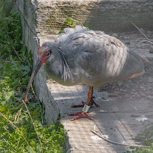 Crested Ibis, coming down the steps