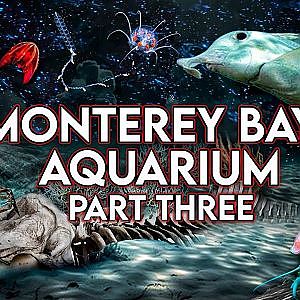 Monterey Bay Aquarium | PART THREE | Into the Deep