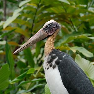 Lesser Adjutant (Leptoptilos javanicus)
