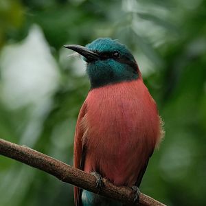 Northern Carmine Bee-eater (Merops nubicus)