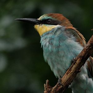 European Bee-eater (Merops apiaster)