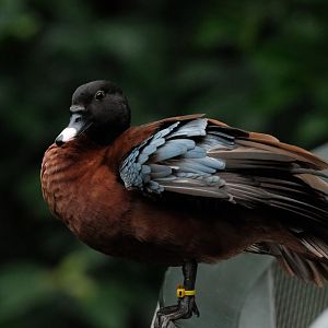 Hartlaub's Duck (Pteronetta hartlaubii)