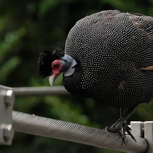 Eastern Crested Guineafowl (Guttera pucherani)