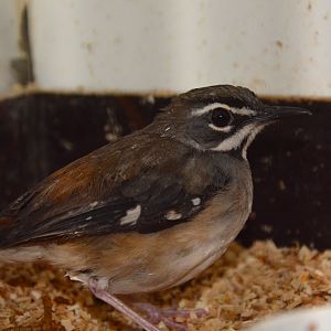 Forest scrub robin (Cercotrichas leucosticta colstoni)