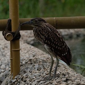 Juvenile Rufous Night Heron (Nycticorax caledonicus)