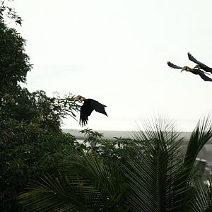 Papuan Hornbills (Rhyticeros plicatus) in flight