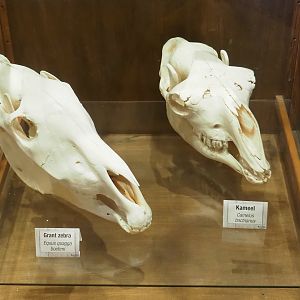 Zoological museum in 100.000 Animals House - Grant's zebra and Bactrian camel skulls, 2023-09-24
