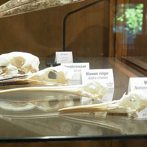Zoological museum in 100.000 Animals House - Wading bird and swan skulls, 2023-09-24