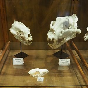 Zoological museum in 100.000 Animals House - Sun bear, Amur tiger and Red fox skulls, 2023-09-24