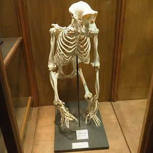 Zoological museum in 100.000 Animals House - Chimpanzee skeleton, 2023-09-24