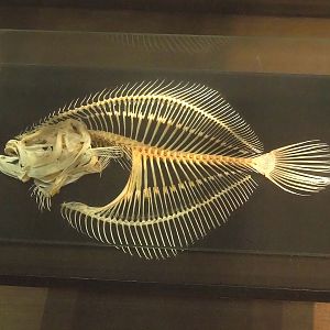 Zoological museum in 100.000 Animals House - Flatfish skeleton, 2023-09-24