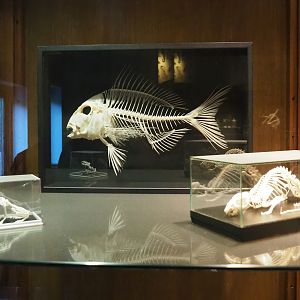 Zoological museum in 100.000 Animals House - Carp-like fish, frog and rat skeletons, 2023-09-24