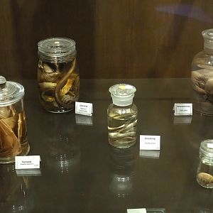 Zoological museum in 100.000 Animals House - Wet specimens, 2023-09-24