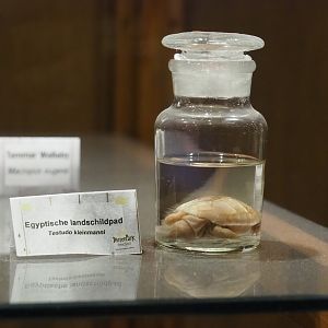 Zoological museum in 100.000 Animals House - Juvenile Egyptian tortoise wet specimen, 2023-09-24