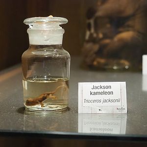 Zoological museum in 100.000 Animals House - Juvenile Jackson's chameleon wet specimen, 2023-09-24