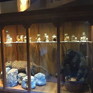 Zoological museum in 100.000 Animals House - Display case with leopard and chimpanzee taxidermies and wet specimens, 2023-09-24