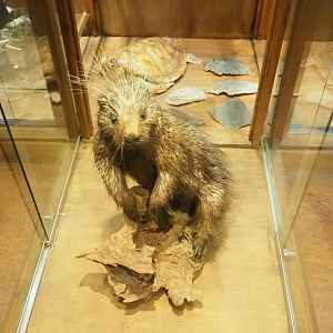 Zoological museum in 100.000 Animals House - North American porcupine taxidermy, 2023-09-24