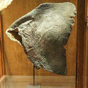 Zoological museum in 100.000 Animals House - Preserved Asian elephant ear, 2023-09-24