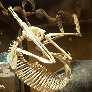 Zoological museum in 100.000 Animals House - Two-toed sloth skeleton, 2023-09-24