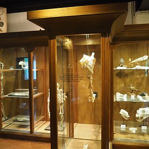 Zoological museum in 100.000 Animals House - Display case, 2023-09-24