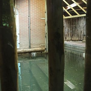 Indian rhinoceros indoor paddock and indoor pool, 2023-09-24