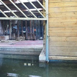 Indian rhinoceros indoor paddock and indoor pool, 2023-09-24