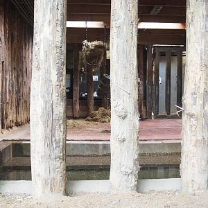 Indian rhinoceros indoor paddock and indoor pool, 2023-09-24