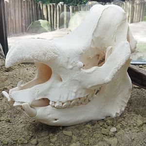 Indian rhinoceros skull, 2023-09-24