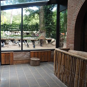 View in Indian rhinoceros house, with view windows into African penguin exhibit, 2023-09-24