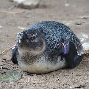Juvenile African penguin (Spheniscus demersus), 2023-09-24