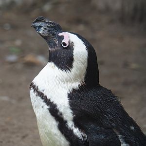 African penguin (Spheniscus demersus), 2023-09-24