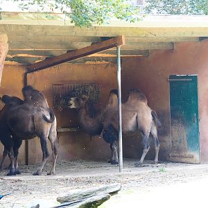 Bactrian camel shelter, 2023-09-24