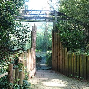 Amur tiger viewing window,