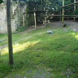 Ancient City - Western Eurasian griffon vulture aviary, 2023-09-24