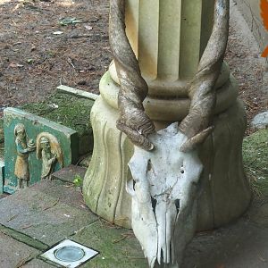 Eland skull in vulture aviary, 2023-09-24