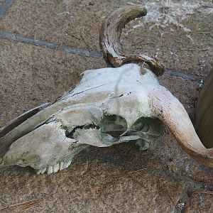 Wildebeest skull in vulture aviary, 2023-09-24