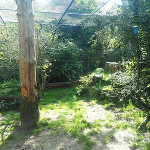 Ancient City - Amur tiger exhibit, 2023-09-24