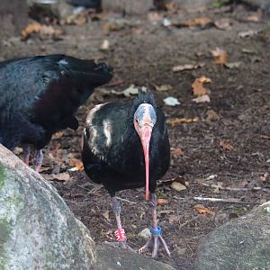 Waldrapp (Geronticus eremita), 2023-09-24