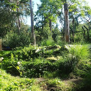 Ancient City - African lion exhibit, 2023-09-24
