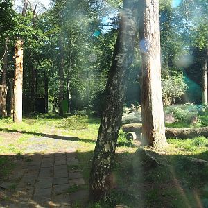 Ancient City - African lion exhibit, 2023-09-24