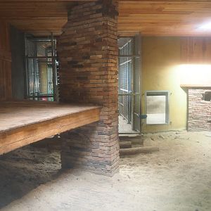 Ancient City - African lion indoor exhibit, 2023-09-24