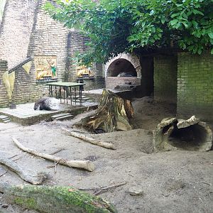 Ancient City - Indian crested porcupine exhibit, 2023-09-24